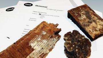 Materialeprøver – analyse for træ- og murnedbrydende svampe, råd og insekter